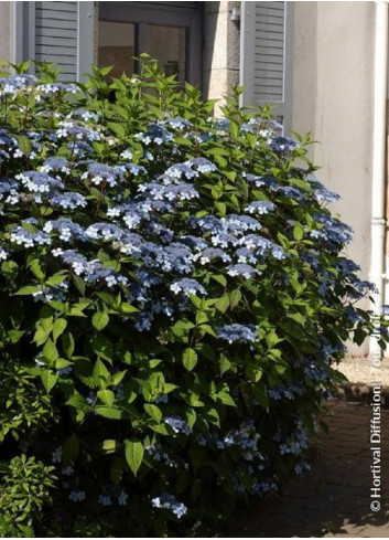 HYDRANGEA serrata BLUEBIRD (Hortensia des montagnes)