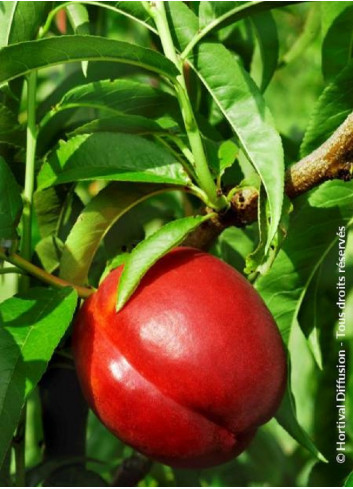NECTARINIER NECTARED (Prunus persica)