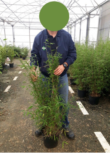 FARGESIA ANGUSTISSIMA (Bambou non traçant) En pot de 7-10 litres forme buisson extra