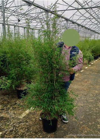 FARGESIA ANGUSTISSIMA (Bambou non traçant) En pot de 15-20 litres forme buisson extra fort