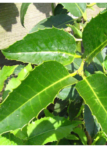 ILEX koehneana CASTANEIFOLIA (Houx à feuilles de châtaigner)
