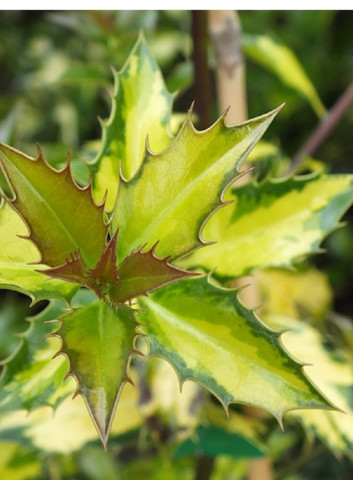 ILEX aquifolium MYRTIFOLIA AUREA MACULATA (Houx commun à feuilles de myrte panaché)