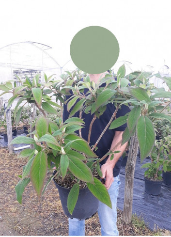 HYDRANGEA aspera SARGENTIANA (Hortensia sargentiana) En pot de 10-12 litres forme buisson extra