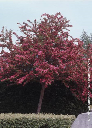CRATAEGUS laevigata PAUL'S SCARLET (Aubépine à fleurs rouges)