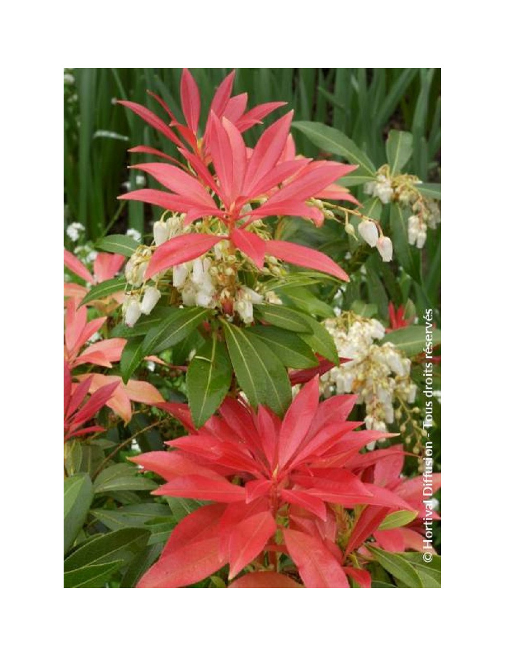 PIERIS japonica FOREST FLAME (Andromède du Japon)