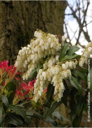 PIERIS japonica FOREST FLAME (Andromède du Japon)