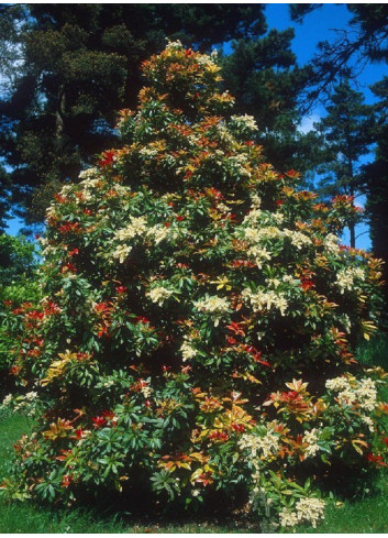 PIERIS japonica FOREST FLAME (Andromède du Japon)