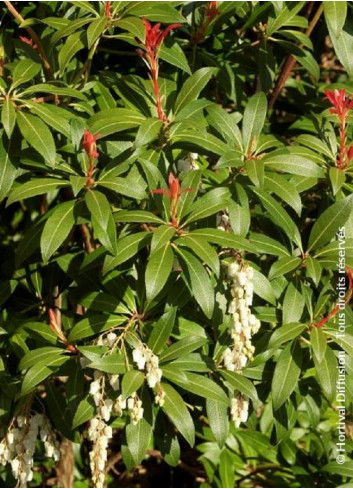 PIERIS japonica FOREST FLAME (Andromède du Japon)