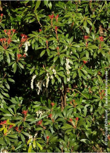 PIERIS japonica FOREST FLAME (Andromède du Japon)