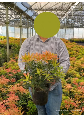 PIERIS japonica FOREST FLAME (Andromède du Japon) En pot de 4-5 litres forme buisson