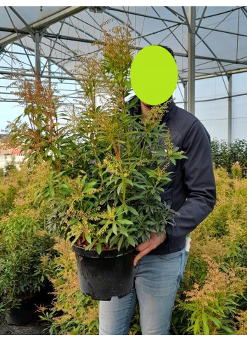 PIERIS japonica FOREST FLAME (Andromède du Japon) En pot de 10-12 litres forme buisson