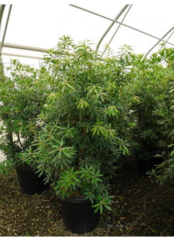 PIERIS japonica FOREST FLAME (Andromède du Japon) En pot de 35-50 litres forme buisson