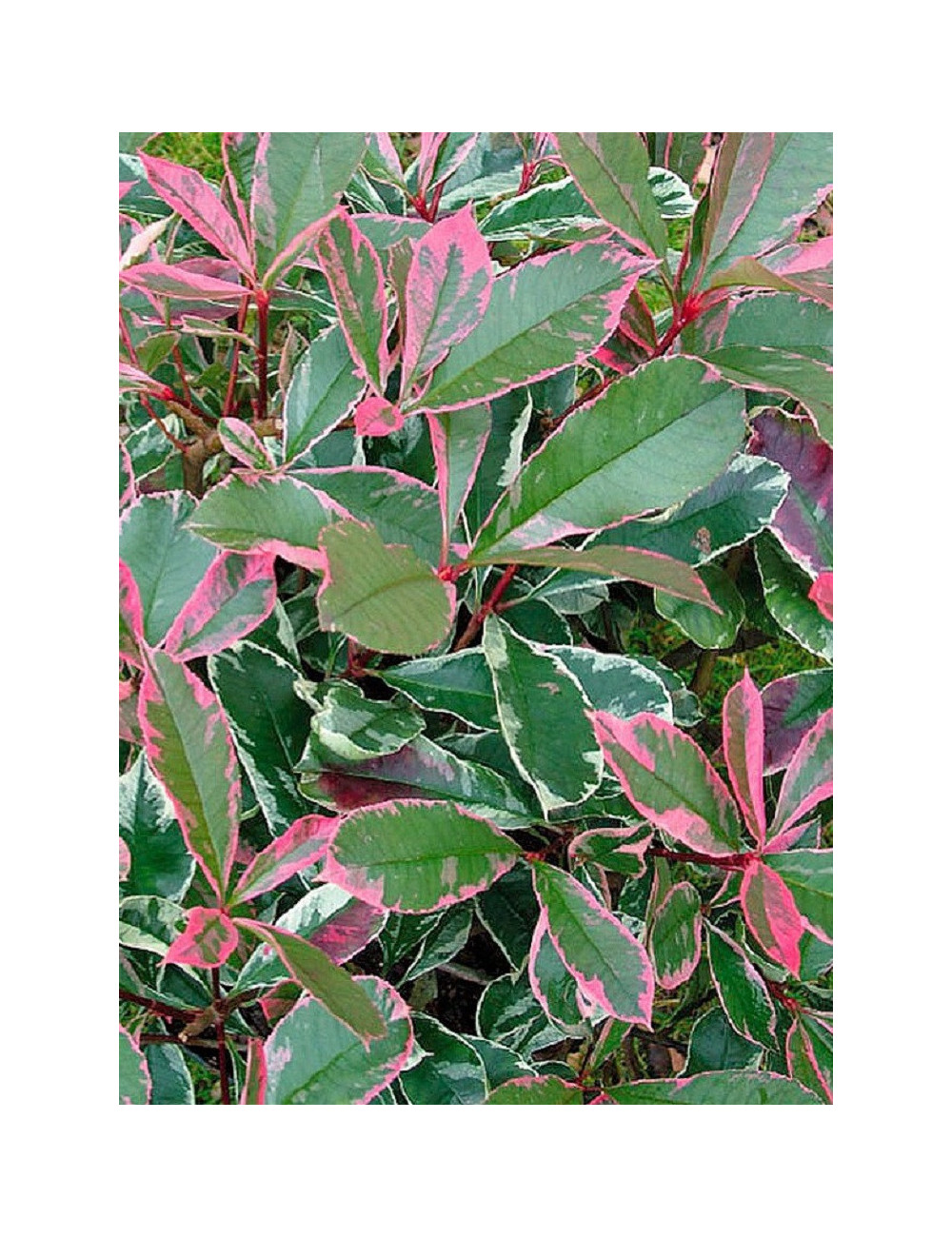 PHOTINIA fraseri PINK MARBLE® (Photinia Pink Marble)