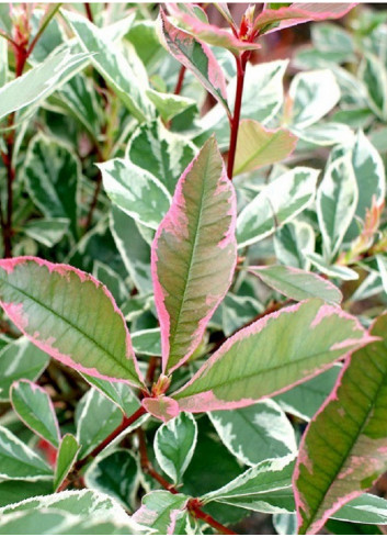 PHOTINIA fraseri PINK MARBLE® (Photinia Pink Marble)