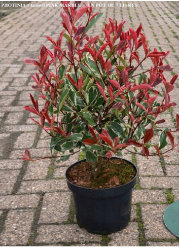 PHOTINIA fraseri PINK MARBLE® (Photinia Pink Marble)