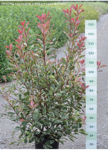 PHOTINIA fraseri PINK MARBLE® (Photinia Pink Marble)