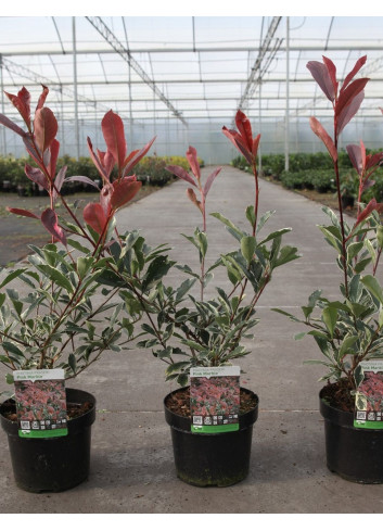 PHOTINIA fraseri PINK MARBLE® (Photinia Pink Marble) En pot de 4-5 litres forme buisson