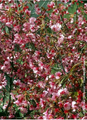 PRUNUS OKAME (Cerisier à fleurs du Japon Okame)