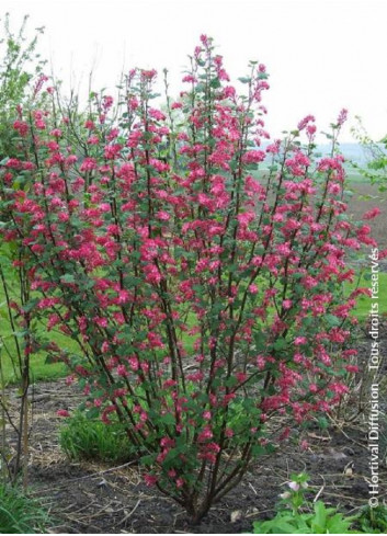 RIBES sanguineum RED BROSS® (Groseillier à fleurs)