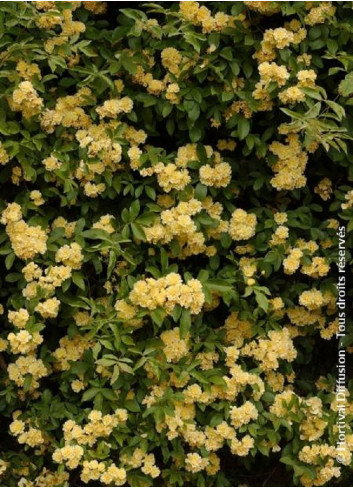 ROSA banksiae LUTEA (Rosier liane sans épines jaune)