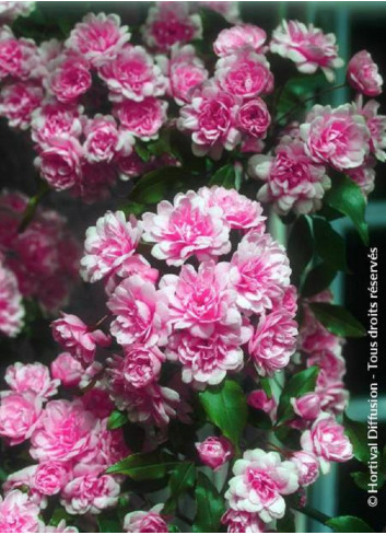 ROSA banksiae ROSEA (Rosier liane sans épines rose)