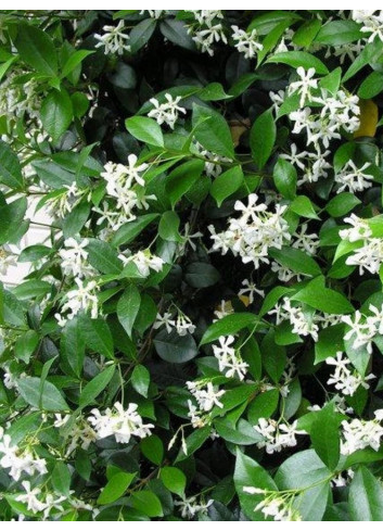 Topiaire (Plante taillée) - TRACHELOSPERMUM jasminoides (Jasmin étoilé)