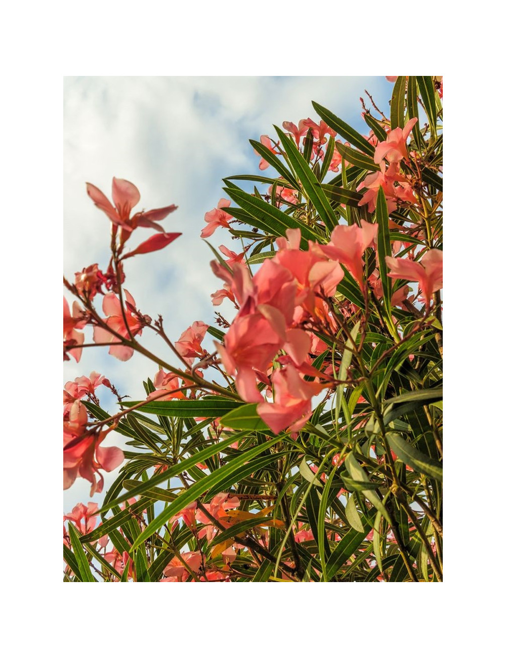 NERIUM oleander SAUMON (Laurier rose)