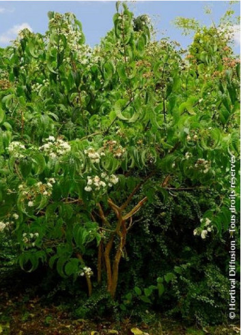 HEPTACODIUM miconioides TIANSHAN® (Arbre aux sept fleurs)