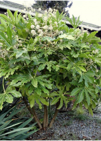 FATSIA japonica ou sieboldii (Fatsie, Aralie du Japon)