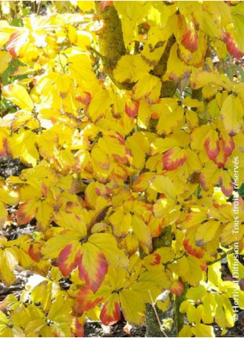 PARROTIA persica (Parrotie de Perse)