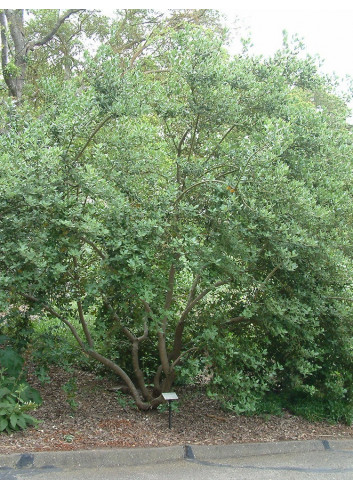 GARRYA elliptica (Garrya à feuilles elliptiques)
