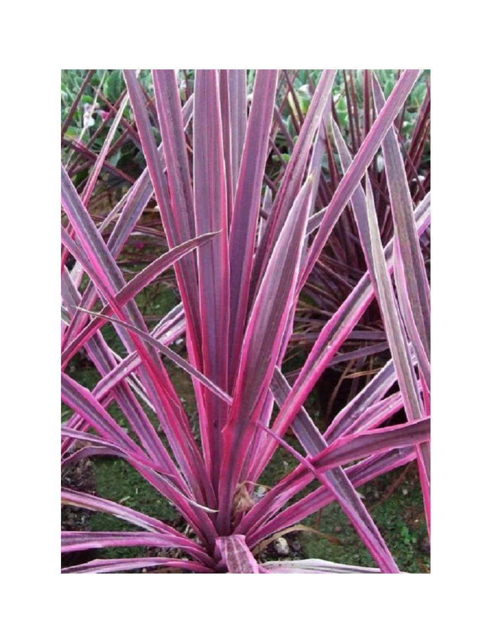 CORDYLINE PINK PASSION cov (Cordyline)