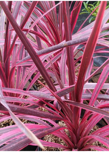 CORDYLINE PINK PASSION cov (Cordyline)