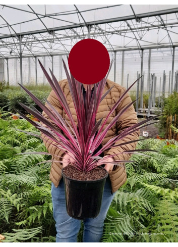 CORDYLINE PINK PASSION cov (Cordyline) En pot de 7-10 litres forme buisson