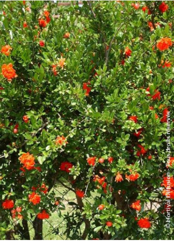 PUNICA granatum f. plena (Grenadier à fleurs doubles)1