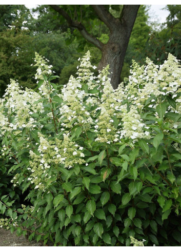 HYDRANGEA paniculata KYUSHU (Hortensia paniculé)