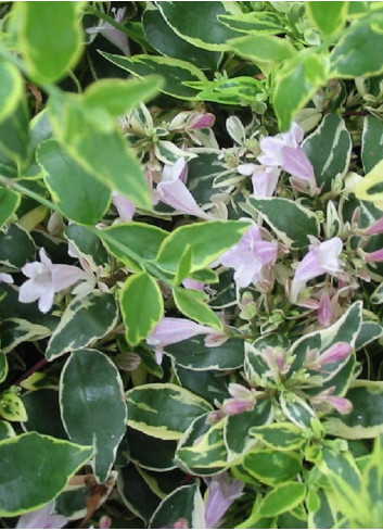 ABELIA grandiflora HOPLEYS VARIEGATA® (Abélia à grandes fleurs Hopleys variegata)