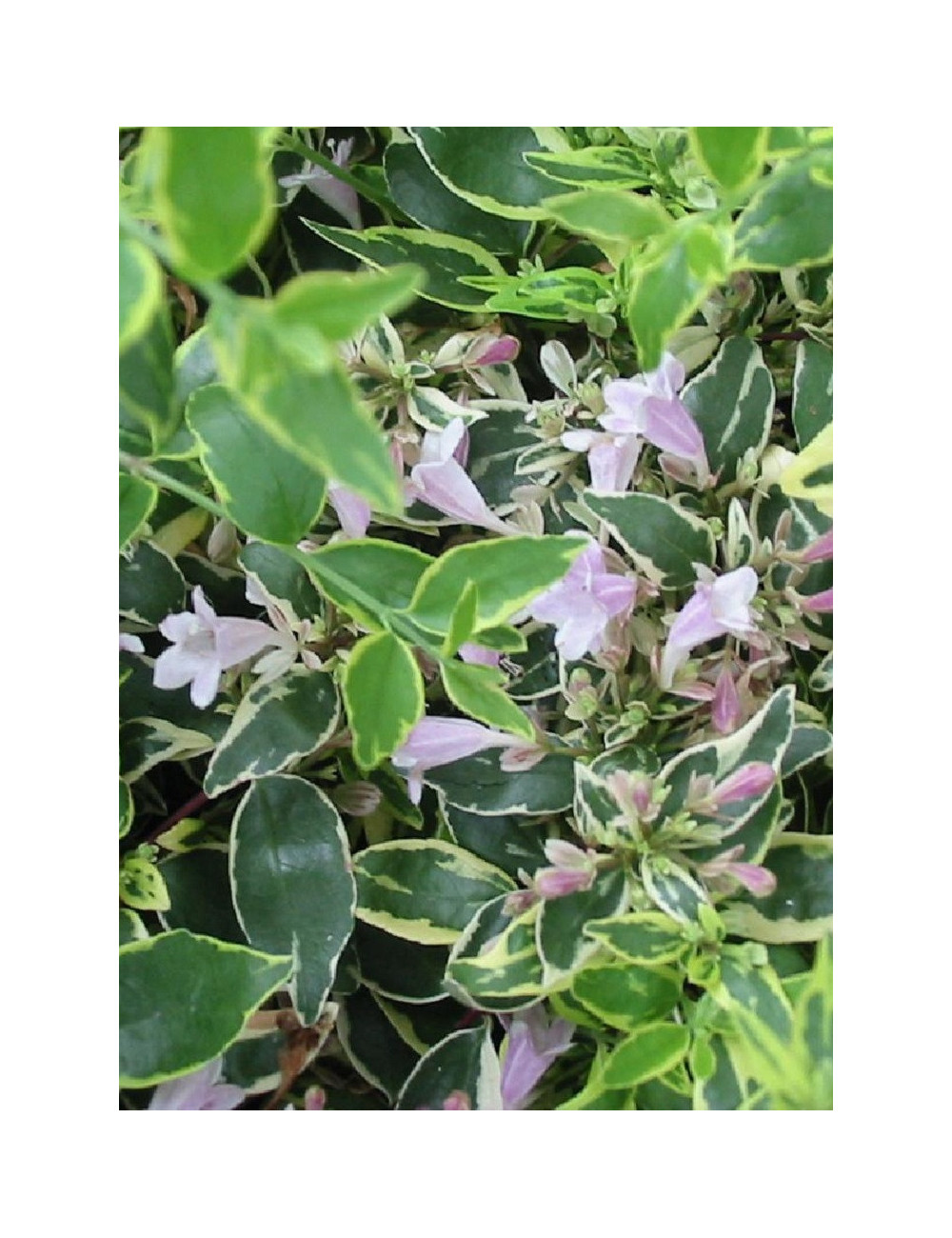 ABELIA grandiflora HOPLEYS VARIEGATA® (Abélia à grandes fleurs Hopleys variegata)