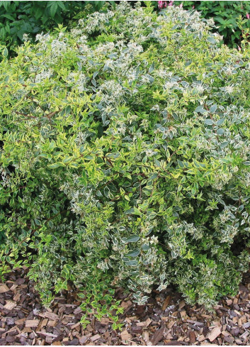 ABELIA grandiflora HOPLEYS VARIEGATA® (Abélia à grandes fleurs Hopleys variegata)