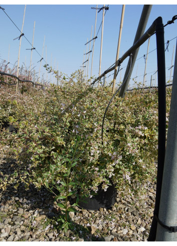 ABELIA GRANDIFLORA HOPLEY'S VARIEGATA En pot de 15-20 litres forme buisson extra