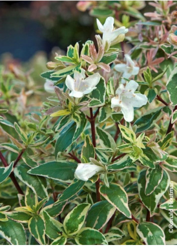 ABELIA grandiflora SPARKLING SILVER® (Abélia Sparkling Silver)