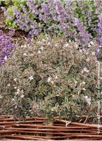 ABELIA grandiflora SPARKLING SILVER® (Abélia Sparkling Silver)