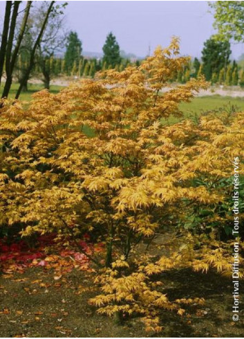 ACER palmatum ORANGE DREAM (Érable du Japon)