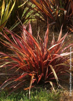 lin-de-nouvelle-zelande-rainbow-maiden-phormium-rainbow-maiden-1.jpg