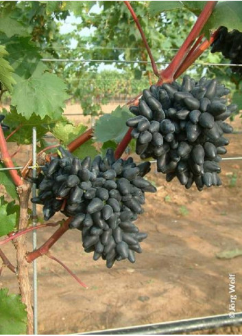 VIGNE DE TABLE PHILIPP cov (Vitis vinifera)