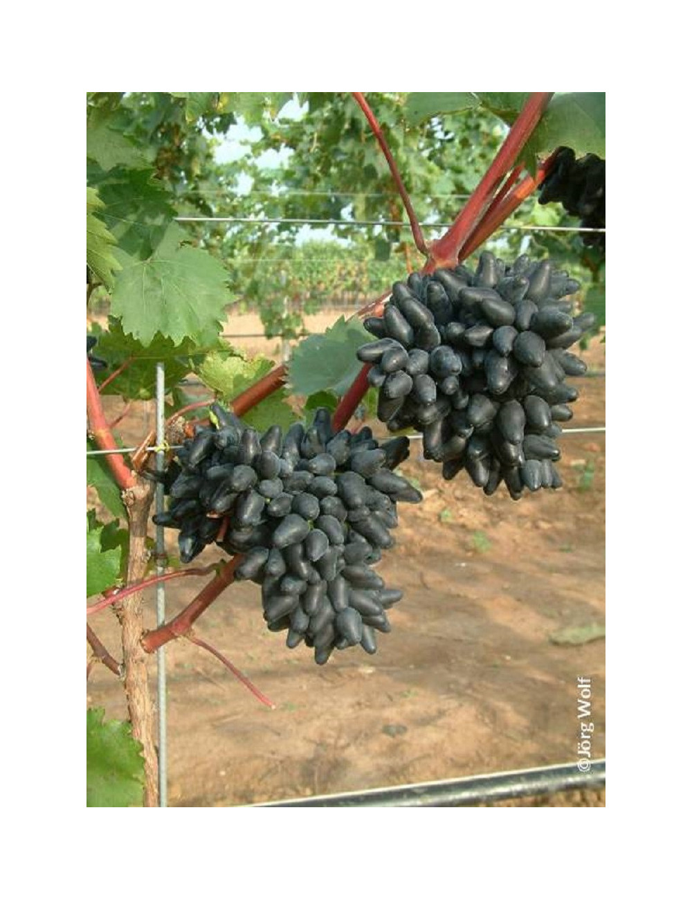 VIGNE DE TABLE PHILIPP cov (Vitis vinifera)