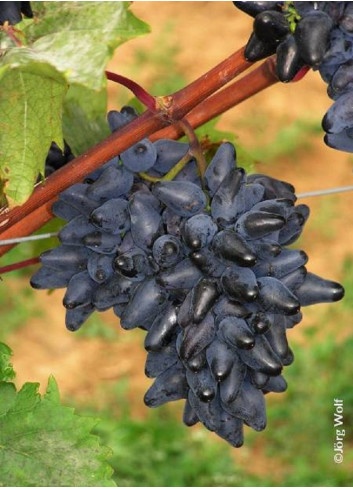 VIGNE DE TABLE PHILIPP cov (Vitis vinifera)