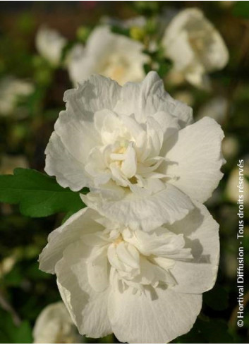 HIBISCUS syriacus WHITE CHIFFON cov (Hibiscus, Althéa)