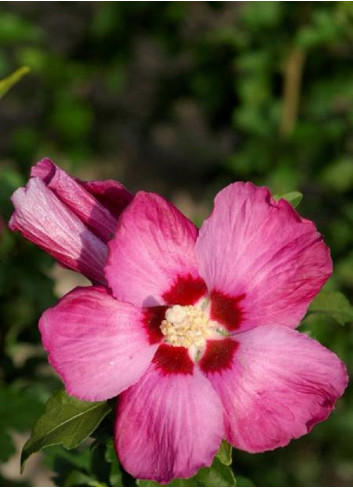 HIBISCUS syriacus WOODBRIDGE (Hibiscus, Althéa)