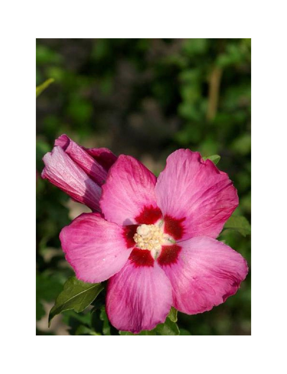 HIBISCUS syriacus WOODBRIDGE (Hibiscus, Althéa)